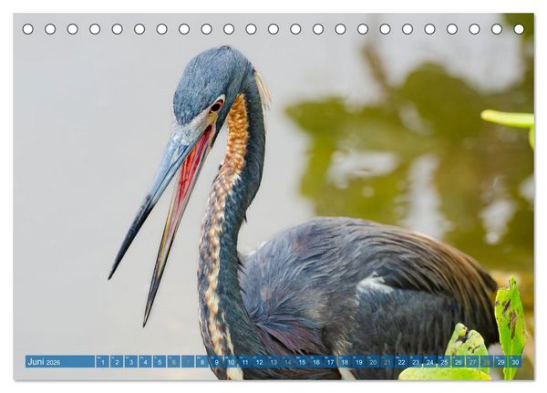 Produktbild: Blaureiher und Dreifarbenreiher (Tischkalender 2026 DIN A5 quer), CALVENDO Monatskalender