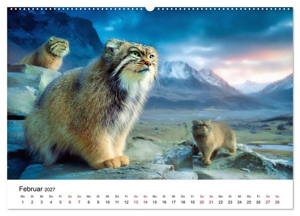 Produktbild: Gegen alles! - Pallaskatzen in ihrer Welt (hochwertiger Premium Wandkalender 2027 DIN A2 quer), Kunstdruck in Hochglanz