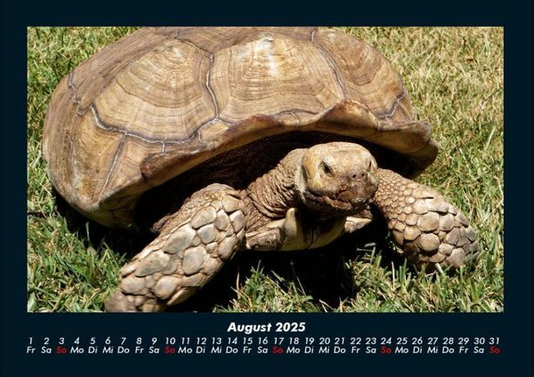 Produktbild: Schildkr&ouml;tenzauber 2025 Fotokalender DIN A4