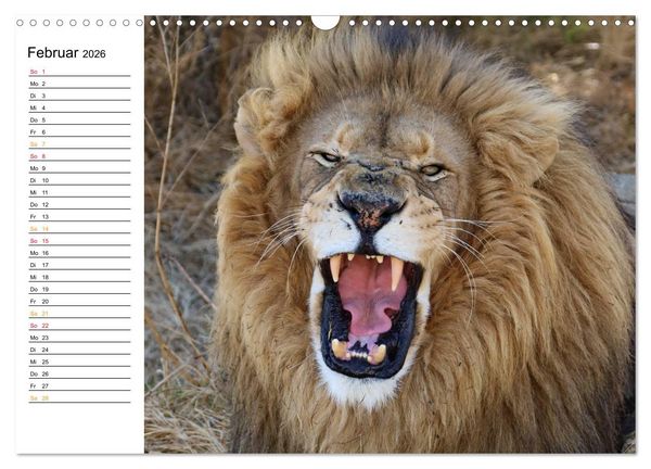 Produktbild: LION KING SELFIES L&ouml;wen hautnah (Wandkalender 2026 DIN A3 quer), CALVENDO Monatskalender
