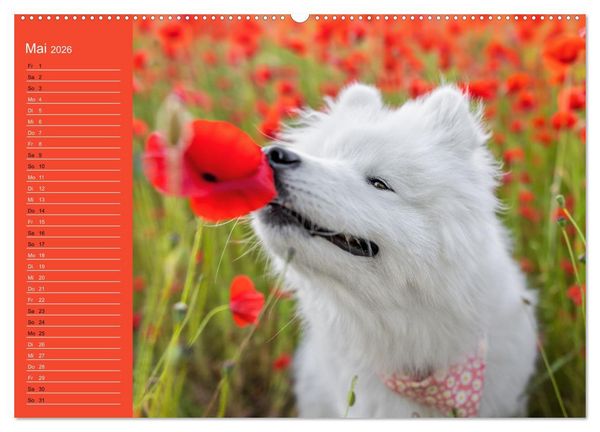 Produktbild: Hunde im Fokus (Wandkalender 2026 DIN A2 quer), CALVENDO Monatskalender