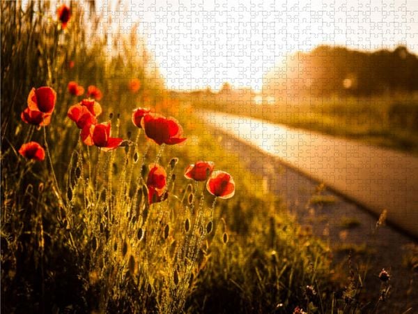 CALVENDO Puzzle Mohnblumen am Radweg zwischen Heßdorf und Großenseebach | 1000 Teile Lege-Größe 64 × 48 cm Foto-Puzzle für glückliche Stunden