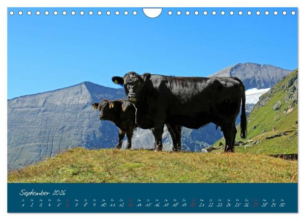 Produktbild: Friedliche K&uuml;he (Wandkalender 2026 DIN A4 quer), CALVENDO Monatskalender