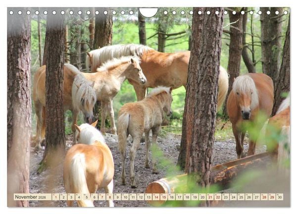 Produktbild: Tiroler Langm&auml;hnen (Wandkalender 2026 DIN A4 quer), CALVENDO Monatskalender