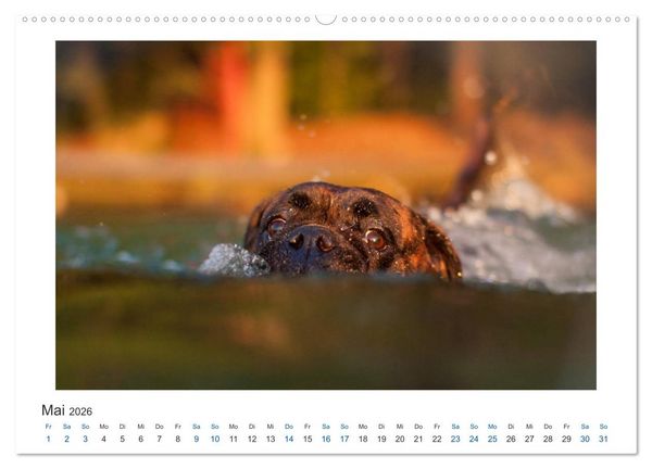 Produktbild: Deutscher Boxer - Boxer im Wasser 2026 (hochwertiger Premium Wandkalender 2026 DIN A2 quer), Kunstdruck in Hochglanz