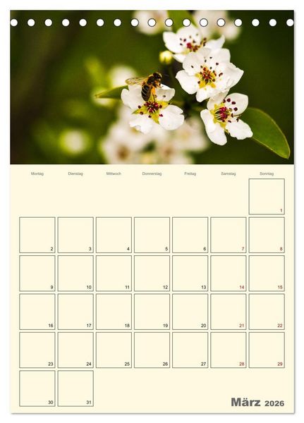 Produktbild: Bienen im Naturgarten (Tischkalender 2026 DIN A5 hoch), CALVENDO Monatskalender