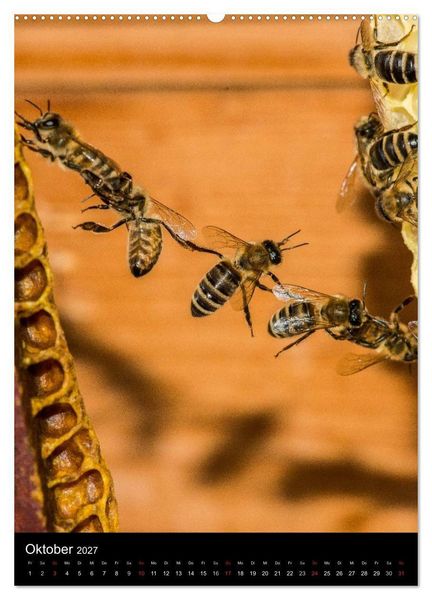 Produktbild: Bienenkalender (Wandkalender 2027 DIN A2 hoch), CALVENDO Monatskalender