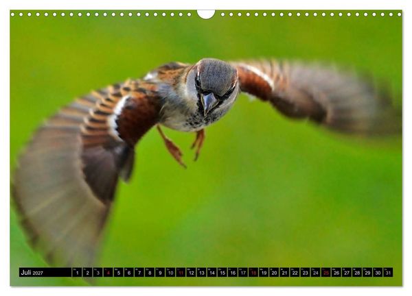 Produktbild: Die Sch&ouml;nheit der Gartenv&ouml;gel im Flug (Wandkalender 2027 DIN A3 quer), CALVENDO Monatskalender