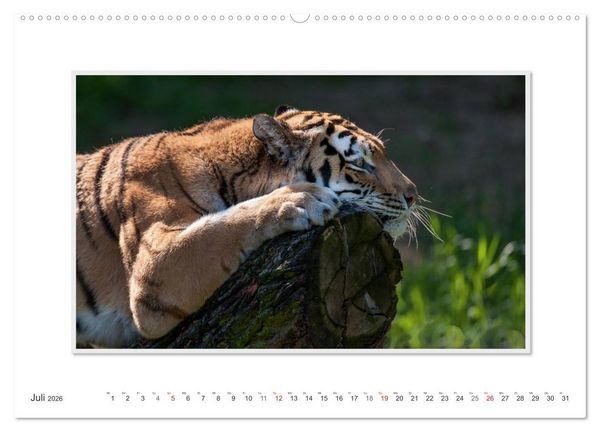 Produktbild: Emotionale Momente: Tiger - Kraft & Sch&ouml;nheit. / CH-Version (Wandkalender 2026 DIN A2 quer), CALVENDO Monatskalender