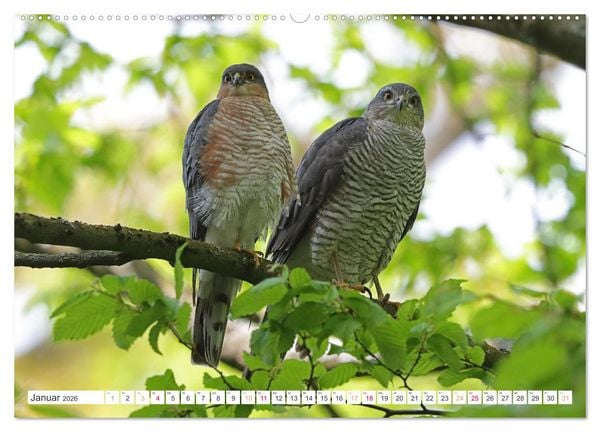 Produktbild: Sperber - Kleiner Vogel Greif (hochwertiger Premium Wandkalender 2026 DIN A2 quer), Kunstdruck in Hochglanz