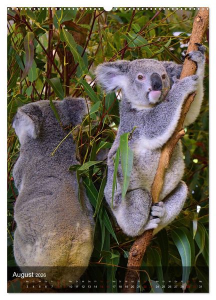 Produktbild: Koalas auf den Pelz ger&uuml;ckt (hochwertiger Premium Wandkalender 2026 DIN A2 hoch), Kunstdruck in Hochglanz
