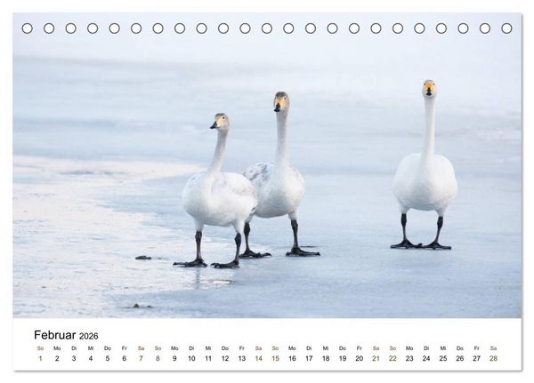 Produktbild: Finnland: eine tierische Entdeckungsreise (Tischkalender 2026 DIN A5 quer), CALVENDO Monatskalender
