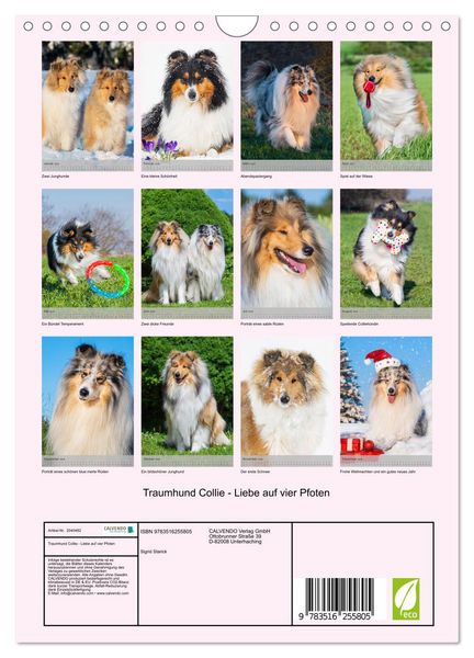 Produktbild: Traumhund Collie - Liebe auf vier Pfoten (Wandkalender 2026 DIN A4 hoch), CALVENDO Monatskalender