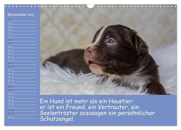 Produktbild: Drollige Tierkinder Mit Spr&uuml;chen (Wandkalender 2026 DIN A3 quer), CALVENDO Monatskalender
