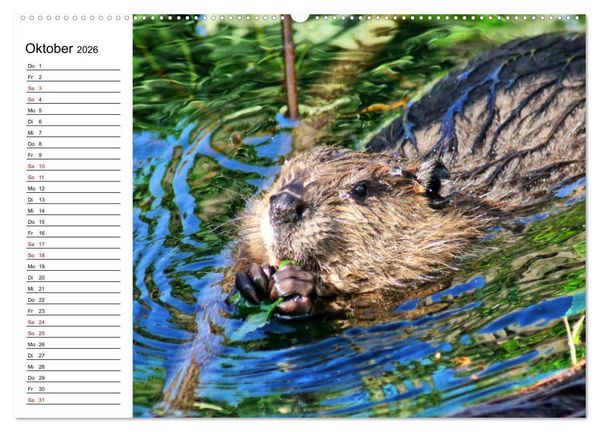 Produktbild: Das Familienleben der Biber (hochwertiger Premium Wandkalender 2026 DIN A2 quer), Kunstdruck in Hochglanz