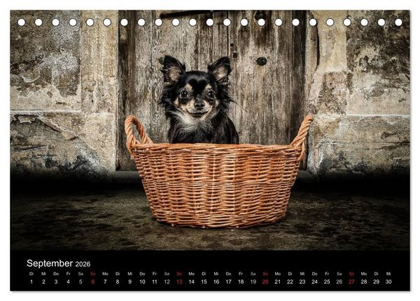 Produktbild: Chihuahuas - Cool and Cute (Tischkalender 2026 DIN A5 quer), CALVENDO Monatskalender