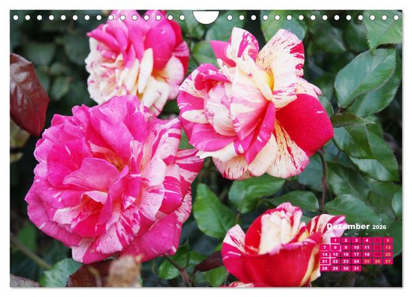 Produktbild: Urlaub im Garten (Wandkalender 2026 DIN A4 quer), CALVENDO Monatskalender