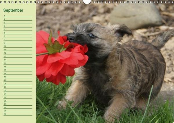 Produktbild: Puppies Birthday Calendar / UK-Version (Wall Calendar perpetual DIN A3 Landscape)