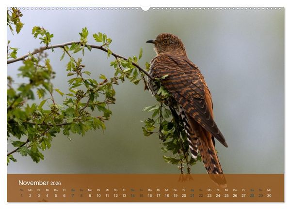 Produktbild: Kuckuck,Kuckuck,rufts aus dem Wald (Wandkalender 2026 DIN A2 quer), CALVENDO Monatskalender