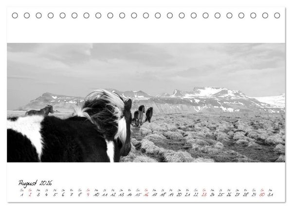 Produktbild: Islandpferde von Brimilsvellir (Tischkalender 2026 DIN A5 quer), CALVENDO Monatskalender