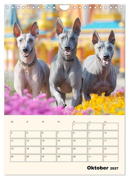 Produktbild: Xolos. Seelenhunde aus Mexiko (Wandkalender 2027 DIN A4 hoch), CALVENDO Monatskalender