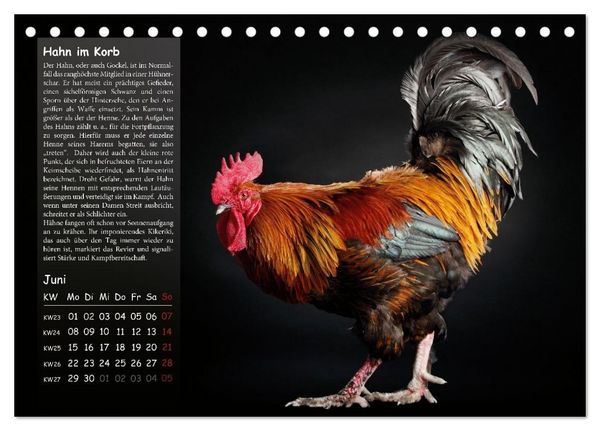 Produktbild: Von der Einzigartigkeit der H&uuml;hner 2026 (Tischkalender 2026 DIN A5 quer), CALVENDO Monatskalender
