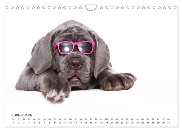 Produktbild: Funny Dogs (Wandkalender 2026 DIN A4 quer), CALVENDO Monatskalender