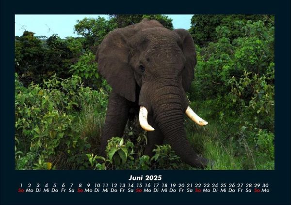 Produktbild: Elefanten - Die sanften Riesen Afrikas 2025 Fotokalender DIN A4