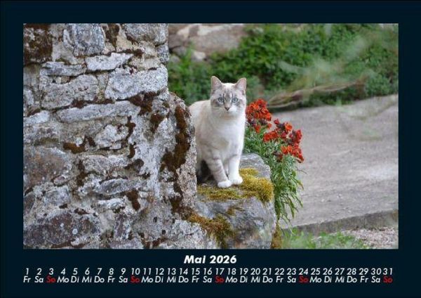 Produktbild: Haustierkalender 2026 Fotokalender DIN A5