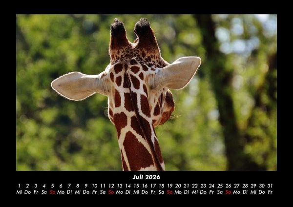 Produktbild: Giraffen 2026 Fotokalender DIN A3