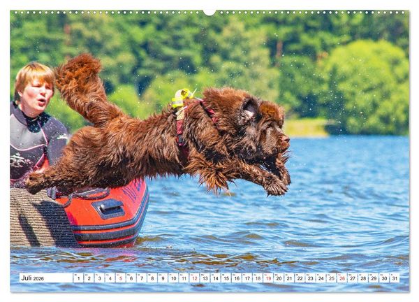 Produktbild: Neufundl&auml;nder - Das Wasser ist ihr Element (Wandkalender 2026 DIN A2 quer), CALVENDO Monatskalender