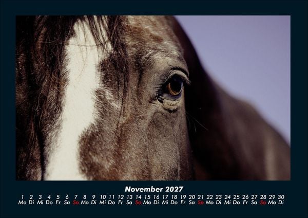 Produktbild: Pferde Kalender 2027 Fotokalender DIN A4