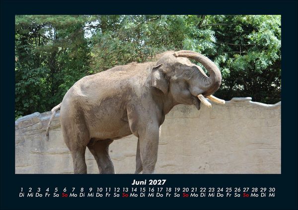 Produktbild: Der Tierkalender 2027 Fotokalender DIN A4