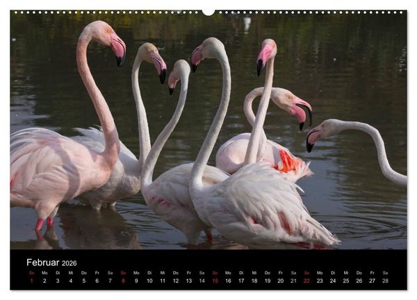 Produktbild: Flamingos der Camargue 2026 (hochwertiger Premium Wandkalender 2026 DIN A2 quer), Kunstdruck in Hochglanz