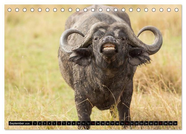 Produktbild: Masai Mara 2026 (Tischkalender 2026 DIN A5 quer), CALVENDO Monatskalender
