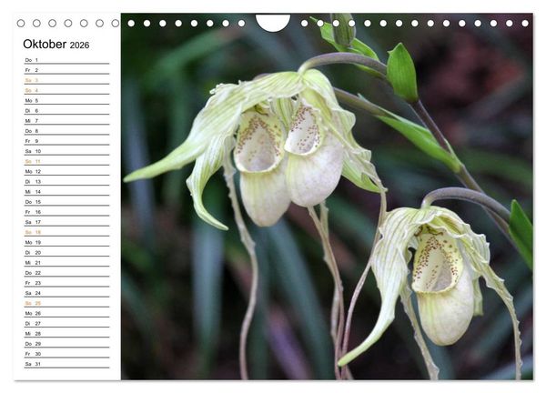 Produktbild: Prachtvolle Orchideen (Wandkalender 2026 DIN A4 quer), CALVENDO Monatskalender