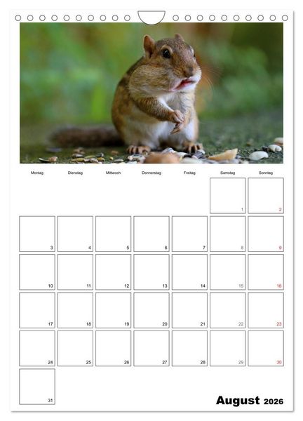 Produktbild: Streifenh&ouml;rnchen - neugierige Nager (Wandkalender 2026 DIN A4 hoch), CALVENDO Monatskalender