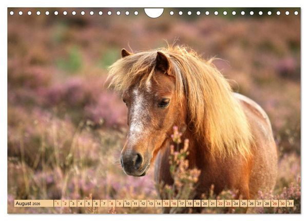 Produktbild: Ponys, die starken Pers&ouml;nlichkeiten (Wandkalender 2026 DIN A4 quer), CALVENDO Monatskalender