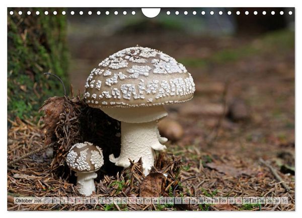 Produktbild: Waldpilz-Impressionen (Wandkalender 2026 DIN A4 quer), CALVENDO Monatskalender