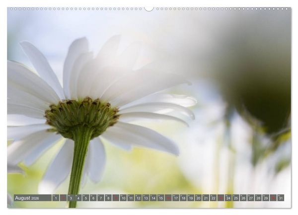 Produktbild: Die Natur hautnah (hochwertiger Premium Wandkalender 2026 DIN A2 quer), Kunstdruck in Hochglanz
