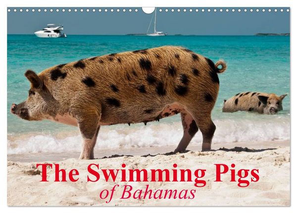 Produktbild: The Swimming Pigs of Bahamas (Wall Calendar 2026 DIN A3 landscape), CALVENDO 12 Month Wall Calendar