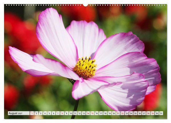 Produktbild: Blumen, bunt gemischt (hochwertiger Premium Wandkalender 2027 DIN A2 quer), Kunstdruck in Hochglanz