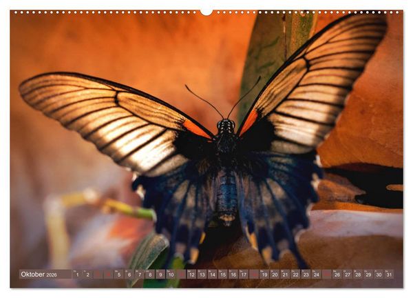 Produktbild: Schmetterlinge im Fokus (hochwertiger Premium Wandkalender 2026 DIN A2 quer), Kunstdruck in Hochglanz