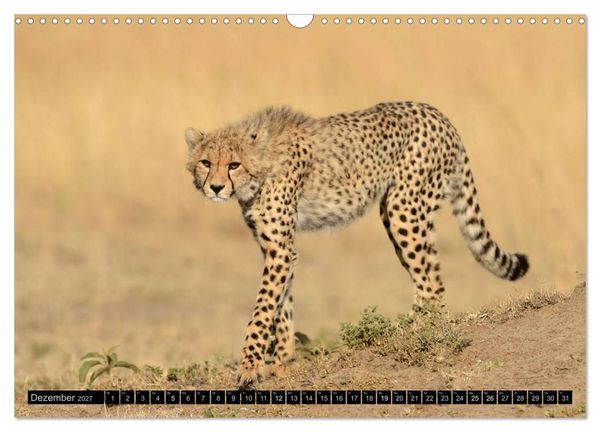Produktbild: Magie des Augenblicks: Geparde - verschmuste Raubkatzen (Wandkalender 2027 DIN A3 quer), CALVENDO Monatskalender
