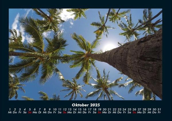 Produktbild: Palmen 2025 Fotokalender DIN A4