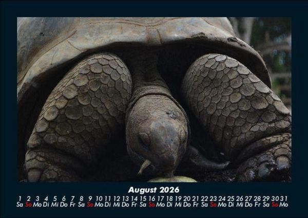Produktbild: Schildkr&ouml;tenzauber 2026 Fotokalender DIN A5