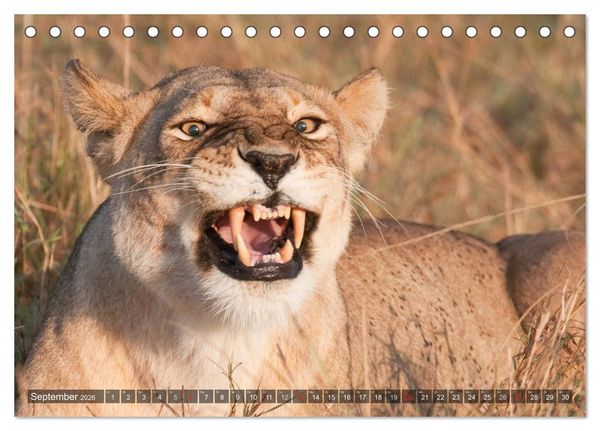 Produktbild: Raubkatzen Afrikas (Tischkalender 2026 DIN A5 quer), CALVENDO Monatskalender