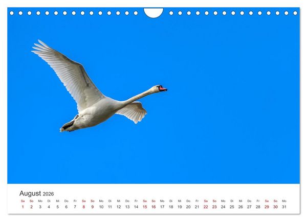 Produktbild: Schw&auml;ne - Prachtvolle Federkleider. (Wandkalender 2026 DIN A4 quer), CALVENDO Monatskalender