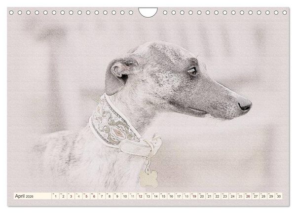 Produktbild: Whippet 2026 (Wandkalender 2026 DIN A4 quer), CALVENDO Monatskalender