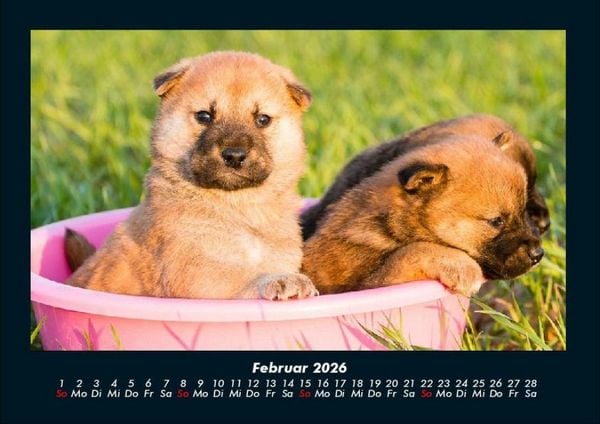 Produktbild: Welpen 2026 Fotokalender DIN A4